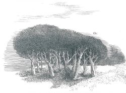 disegnolampografico