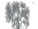 disegnolampografico