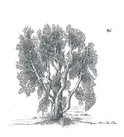 disegnolampografico