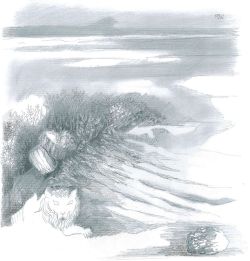 disegno pietre mare xliv